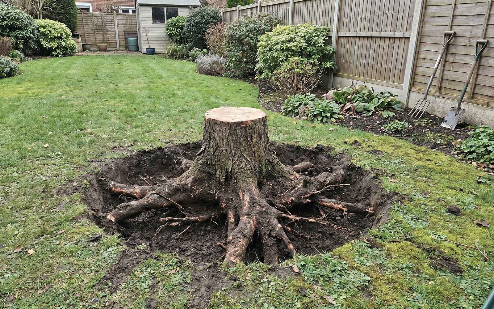 Greenwood Tree Surgery Work