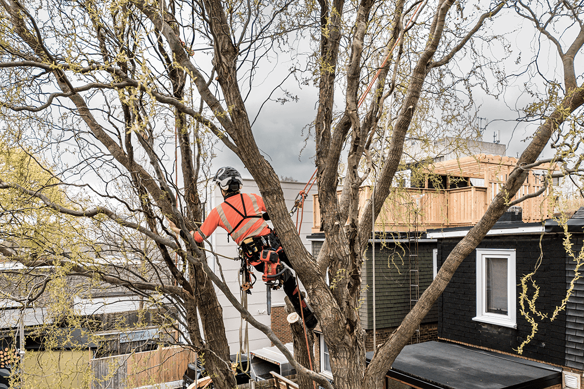 Welcome to Greenwood Tree Surgery